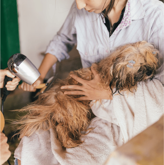 Dog getting shaved